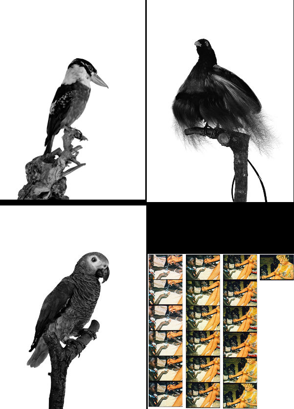Rotbauchliest, 2013/Blauer Paradiesvogel, 2013/Graupapagei, 2013; analoge SW-Fotografien auf Barytpapier, 180 x 124 cm/Leni, 2010 Serie von 19 analogen Farbfotografien, 140,5 x 138 cm