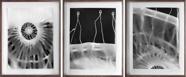 Reversed Parachutes, 2015, handgefertigte SW-Fotogramme auf Barytpapier, Rahmen aus unbehandeltem Nussholz, Museumsglas, Bildmaße: 40 x 30 cm, Rahmenmaße: 50 x 40 cm 