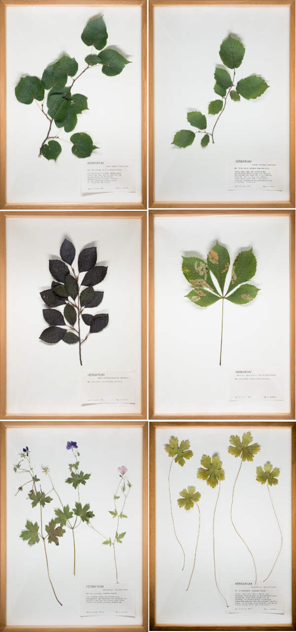 Asking the trees, 2016 (Herbarium / N° 1–4 und N° 12,13), Bildmaße: 46 x 32 cm, Rahmenmaße: 47,5 x 33,5 cm
